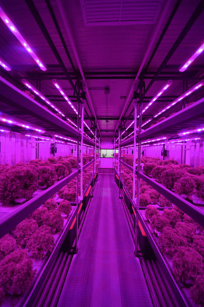 Signify utiliza luces LED para promover la producción sostenible de alimentos